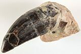 Serrated, Carcharodontosaurus Tooth - Dekkar Formation, Morocco #200522-1